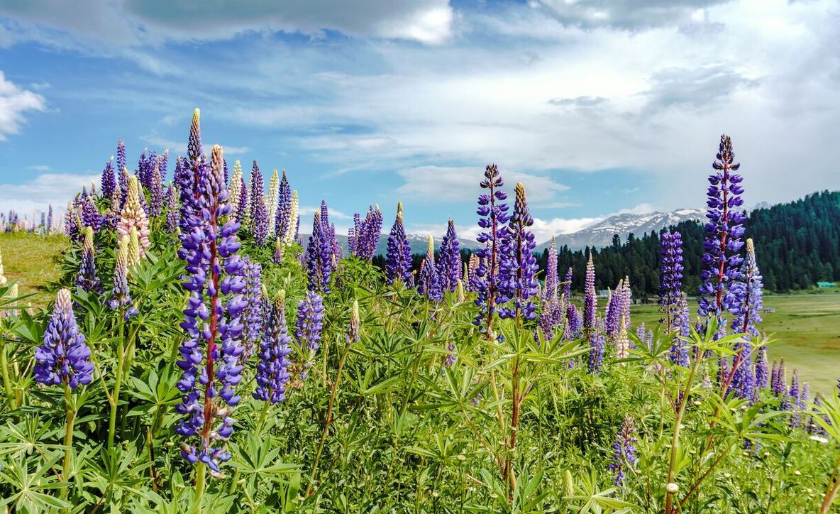 best time for kashmir tour, best time to visit kashmir for honeymoon, best time to visit Kashmir
